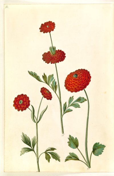 Ranunculus asiaticus (tuinranonkel) door Hans Simon Holtzbecker
