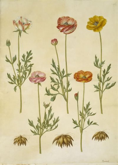 Ranunculus asiaticus (tuinranonkel) door Hans Simon Holtzbecker
