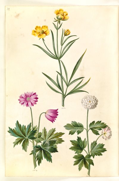 Ranunculus illyricus (steppe-ranonkel); Anemone nemorosa (witte anemoon) door Hans Simon Holtzbecker