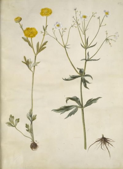 Ranunculus monspeliacus (zijde-ranonkel); Ranunculus aconitifolius (monnikskapbladige ranonkel) door Hans Simon Holtzbecker