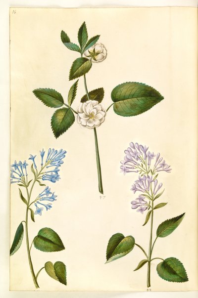 Rosa (?) (roos); Syringa vulgaris (gewone sering) door Hans Simon Holtzbecker