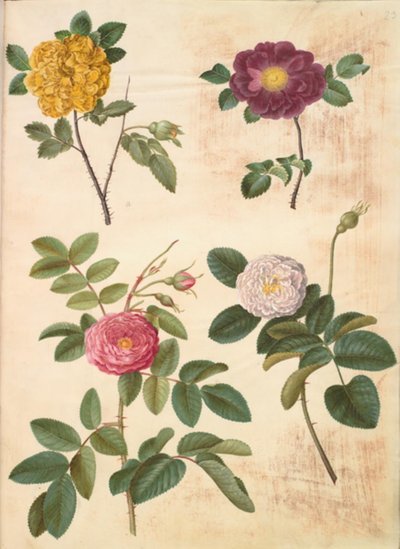 Rosa hemisphaerica; Rosa gallica; Rosa ×damascena door Hans Simon Holtzbecker