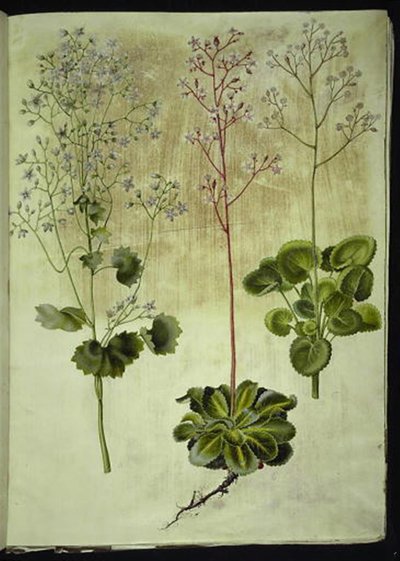 Saxifraga rotundifolia (ronde steenbreek); Saxifraga umbrosa (schaduwsteenbreek); Saxifraga geum (porseleinbloem) door Hans Simon Holtzbecker