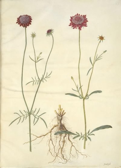 Scabiosa atropurpurea (enkeblomst) door Hans Simon Holtzbecker