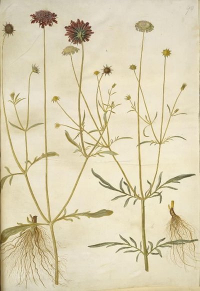 Scabiosa atropurpurea (weduwenbloem); Scabiosa columbaria (duifskabiose) door Hans Simon Holtzbecker
