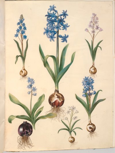 Scilla bifolia (tweebladige scilla); Hyacinthus orientalis (gewone hyacint); Scilla amoena (hemelsblauwe scilla) door Hans Simon Holtzbecker