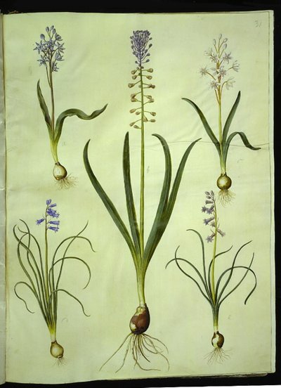 Scilla bifolia (tweebladige scilla); Muscari comosum (pluimhyacint); Brimeura amethystina (Pyrenese hyacint) door Hans Simon Holtzbecker