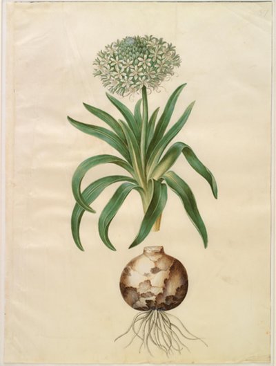 Scilla peruviana (reuzen-scilla) door Hans Simon Holtzbecker