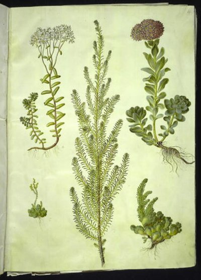 Sedum album (witte vetkruid); Sedum anacampseros (ronde vetkruid); Sedum (vetkruid); Suaeda vera (struikganzenvoet); Sedum rupestre (bergvetkruid) door Hans Simon Holtzbecker