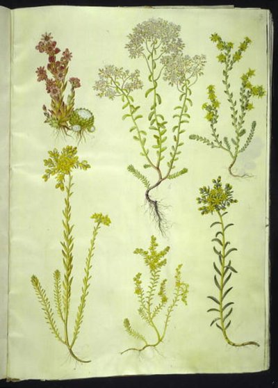 Sempervivum arachnoideum; Sedum album; Sedum acre; Sedum rupestre; Sedum sexangulare door Hans Simon Holtzbecker