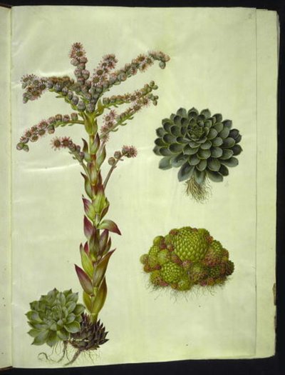Sempervivum tectorum (gewone huislook); Sempervivum montanum (berg-huislook) door Hans Simon Holtzbecker