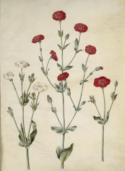 Silene coronaria (kroon-lijmkruid) door Hans Simon Holtzbecker