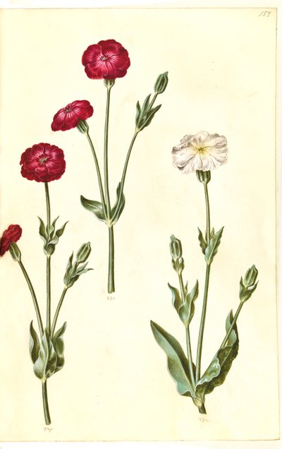 Silene coronaria (krone-limurt) door Hans Simon Holtzbecker