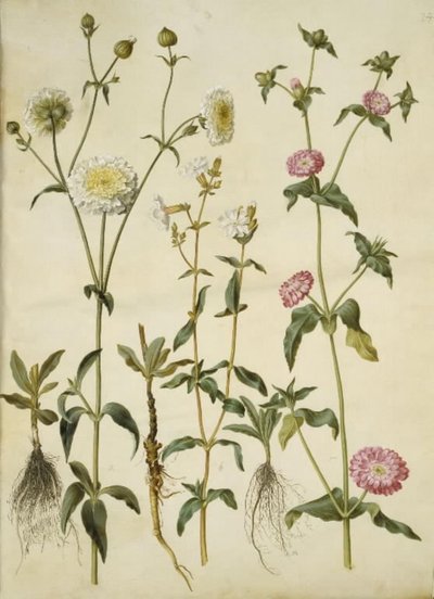 Silene latifolia (avond-pragtster); Silene dioica (dag-pragtster) door Hans Simon Holtzbecker
