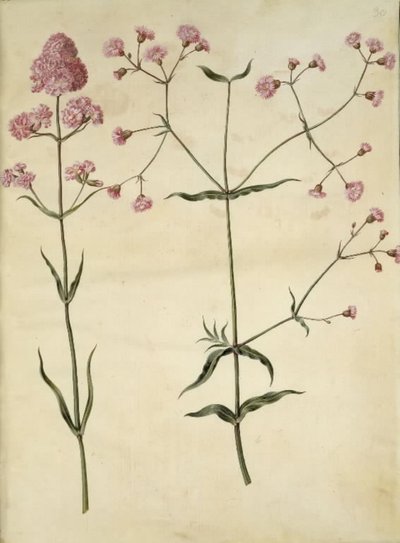 Silene viscaria (gewone pekbloem); Silene (koekoeksbloem) door Hans Simon Holtzbecker