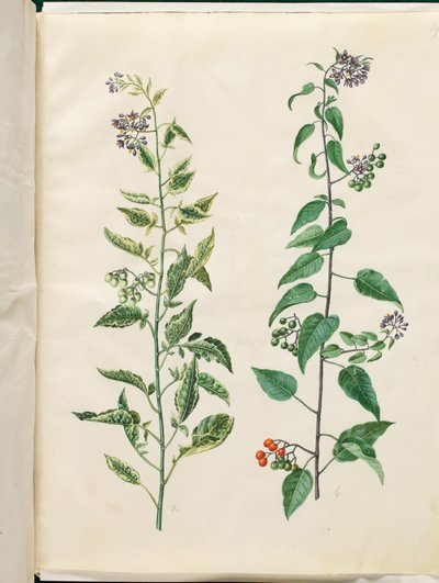 Solanum dulcamara (bitterzoete nachtschade) door Hans Simon Holtzbecker