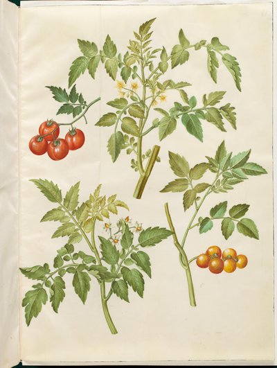 Solanum lycopersicum (gewone tomaat) door Hans Simon Holtzbecker