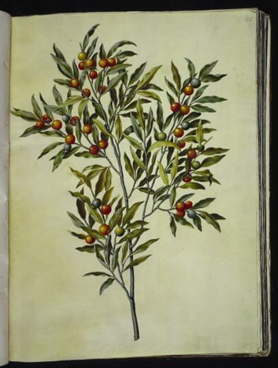 Solanum pseudocapsicum (Jeruzalem-kers) door Hans Simon Holtzbecker