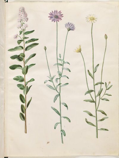 Spiraea salicifolia (wilgenbladige spirea); Catananche caerulea (blauwe rammelbloem) door Hans Simon Holtzbecker