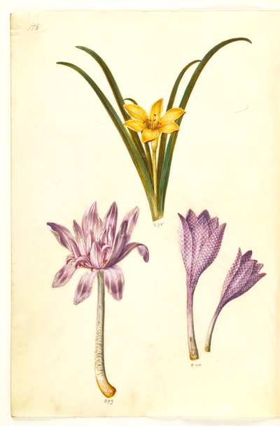Sternbergia lutea (gewone sternbergia); Colchicum autumnale (herfsttijloos); Colchicum variegatum (gevlekte herfsttijloos) door Hans Simon Holtzbecker