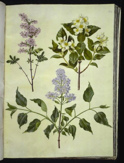 Syringa ×persica (Perzische sering); Philadelphus coronarius (welriekende pijpbloem); Syringa vulgaris (gewone sering) door Hans Simon Holtzbecker