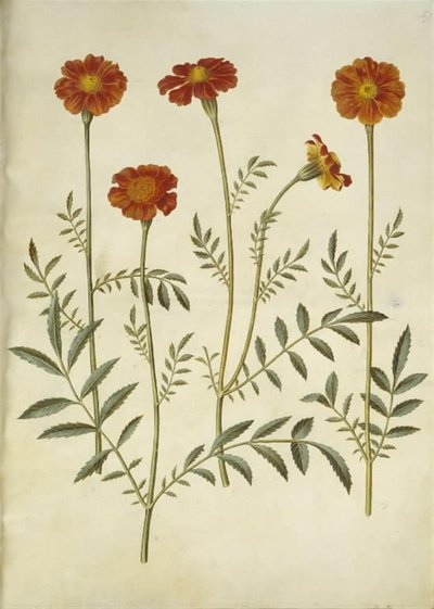 Tagetes patula (afgeplatte fluweelbloem) door Hans Simon Holtzbecker