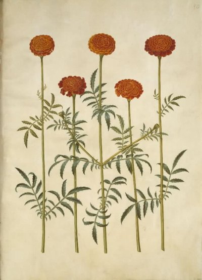 Tagetes patula door Hans Simon Holtzbecker