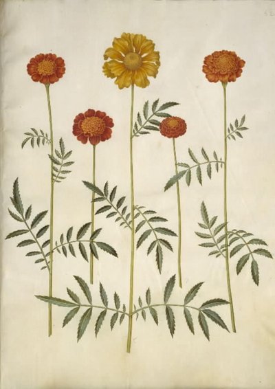 Tagetes patula (afgeplatte fluweelbloem) door Hans Simon Holtzbecker