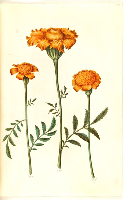 Tagetes patula (afgeplatte fluweelbloem) door Hans Simon Holtzbecker
