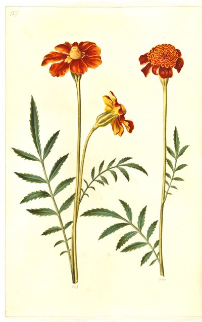 Tagetes patula (verspreide fluweelbloem) door Hans Simon Holtzbecker