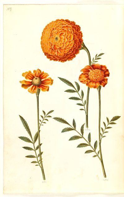 Tagetes patula (verspreide fluweelbloem) door Hans Simon Holtzbecker