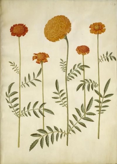 Tagetes patula (uitgespreide fluweelbloem); Tagetes erecta (opgerichte fluweelbloem) door Hans Simon Holtzbecker