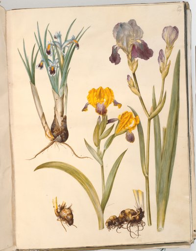 Titel: Iris persica (Perzische iris); Iris variegata (bonte iris); Iris ×sambucina (vlieriris) door Hans Simon Holtzbecker