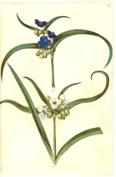 Tradescantia virginiana of Tradescantia ohiensis (?) (bloemjood) door Hans Simon Holtzbecker