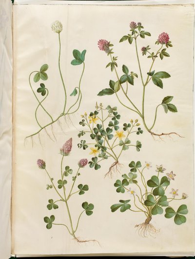 Trifolium repens (witte klaver); Trifolium pratense (rode klaver); Oxalis corniculata (liggende klaverzuring); Trifolium incarnatum (bloedklaver); Oxalis acetosella (bosklaverzuring) door Hans Simon Holtzbecker