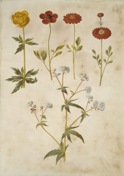Trollius europaeus (Europese trollius); Ranunculus asiaticus (tuinranonkel); Ranunculus aconitifolius (zilveren knoopranonkel) door Hans Simon Holtzbecker