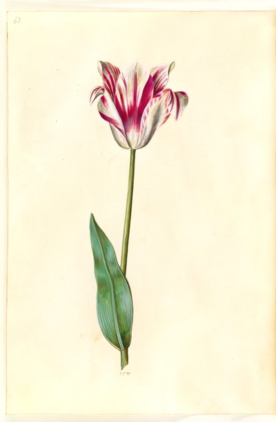 Tulipa gesneriana (tuin-tulp) door Hans Simon Holtzbecker