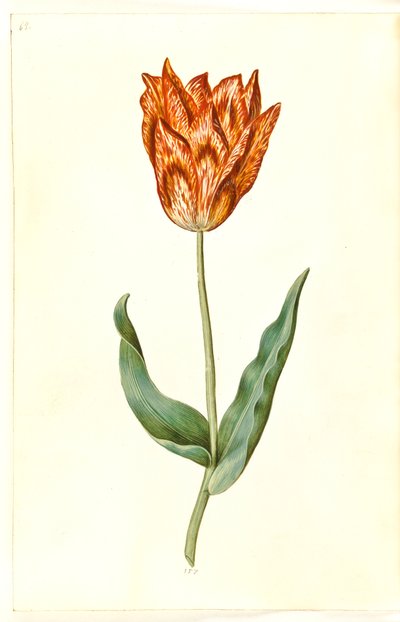 Tulipa gesneriana (tuin-tulp) door Hans Simon Holtzbecker