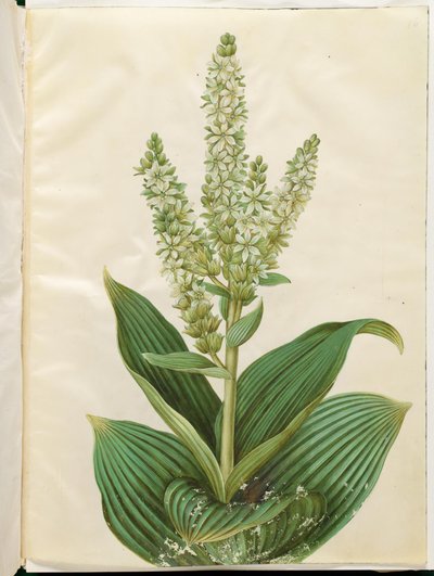 Veratrum album (witte nieswortel) door Hans Simon Holtzbecker