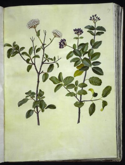Viburnum tinus (winter-sneeuwbal) door Hans Simon Holtzbecker