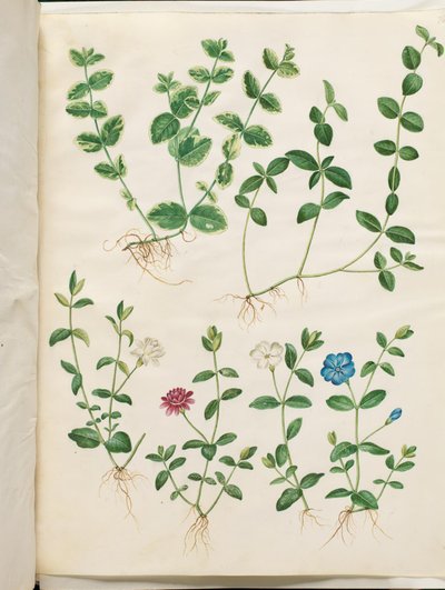 Vinca minor (kleine maagdenpalm) door Hans Simon Holtzbecker