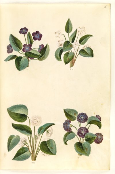 Viola odorata (maartse viooltje) door Hans Simon Holtzbecker