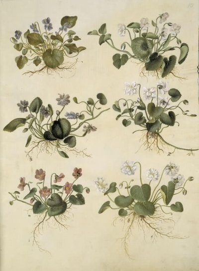 Viola odorata (maarts viooltje) door Hans Simon Holtzbecker