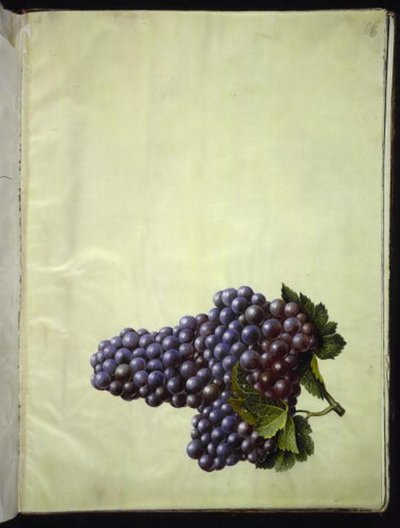 Vitis vinifera (gewone wijnstok) door Hans Simon Holtzbecker