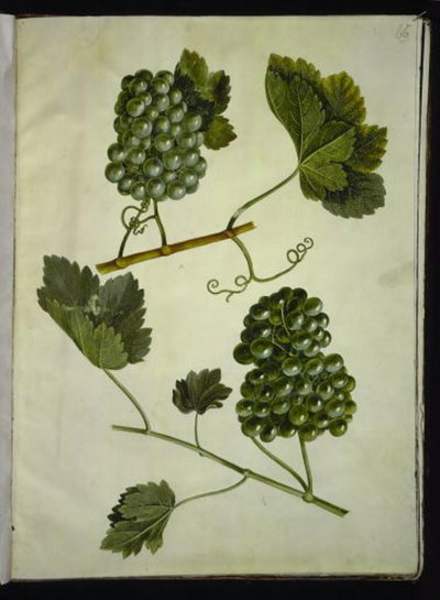 Vitis vinifera (gewone wijnstok) door Hans Simon Holtzbecker