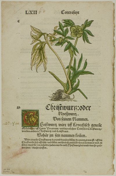 Christwurz (Helleborus) uit Herbarium, plaat 96 uit Houtsneden uit boeken van de 16e eeuw door Hans Weiditz, II