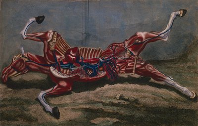 Anatomie van een paard, uit 