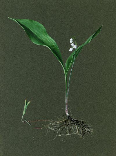 Convallaria majalis Lelietje-van-dalen, ca. 1870-1920 door Harold Drinkwater