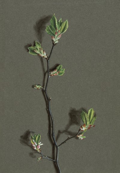 Wych Elm, c1870-1920 door Harold Drinkwater