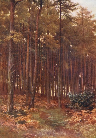 De Diepten van een Dennenbos, Ripley door Harold Sutton Palmer